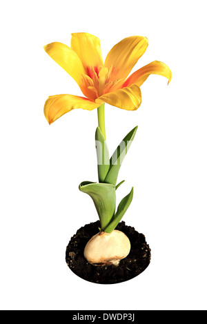 Tulipano giallo fiore su sfondo bianco (Tulipa kaufmanniana Johann Strauss). Foto Stock