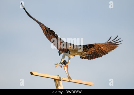 Osprey in volo con un pesce, Alberta Canada Foto Stock