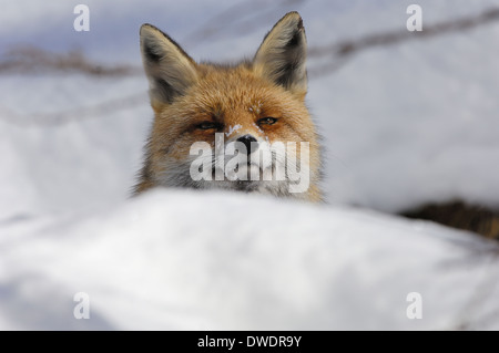 Volpe rossa nella neve (vulpes Vulpes) nel Parco Nazionale del Gran Paradiso, inverno, volpe Foto Stock