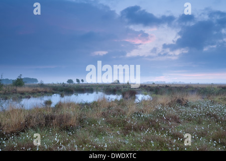 Estate alba palude con cotone-erba Foto Stock