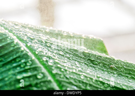 Primo piano di lasciare verde con gocce di pioggia Foto Stock