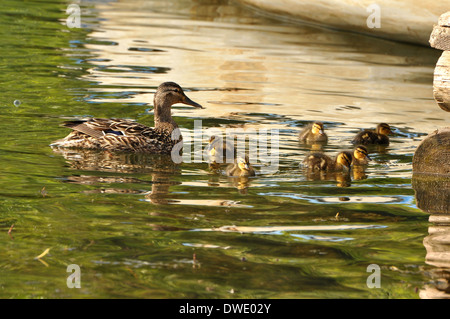 Mallard duck e baby anatroccoli Foto Stock