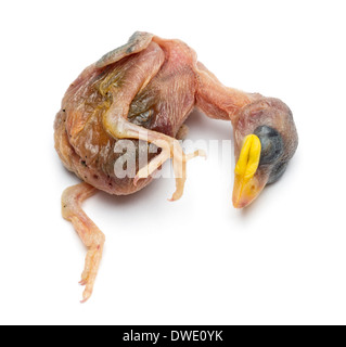 Morto giovane casa passero, Passer domesticus, di fronte a uno sfondo bianco Foto Stock