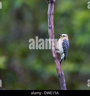 Una femmina rosso-incoronato Picchio, (Melanerpes rubricapillus), arroccato in riserva Tangaras, Ande occidentali, Colombia. Foto Stock
