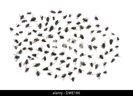 Gruppo di mosche morte davanti a uno sfondo bianco Foto Stock