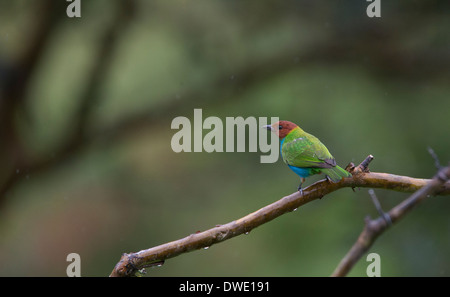 Un arroccato Bay-guidato Tanager (Tangara gyrola) presso la Riserva Tangaras, Ande occidentali, Colombia. Foto Stock