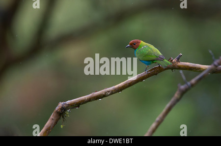 Un arroccato Bay-headed, Tanager (Tangara gyrola), alla riserva Tangaras, Ande occidentali, Colombia. Foto Stock