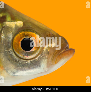 Close-up di un comune profilo roach, Rutilus rutilus, su uno sfondo arancione Foto Stock