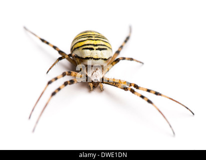 Wasp spider, Argiope bruennichi, contro uno sfondo bianco Foto Stock