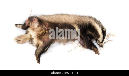 Roadkill Unione badger giacente sulla sua schiena in stato di decomposizione, Meles meles, di fronte a uno sfondo bianco Foto Stock