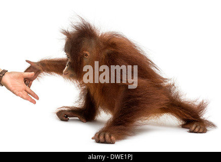 Vista laterale di un giovane Bornean orangutan raggiungendo a mano umana, pongo pygmaeus, 18 mesi di età, contro uno sfondo bianco Foto Stock