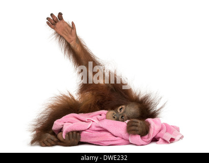 Giovani Bornean orangutan giacente, coccole un asciugamano rosa, pongo pygmaeus, 18 mesi di età, contro uno sfondo bianco Foto Stock