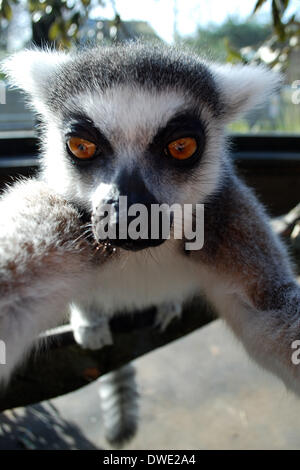 Londra, Regno Unito. 6 Marzo, 2014. ZSL London Zoo dell anello di coda di lemuri, catturati facendo scattare il suoi propri "elfies' a pochi giorni dopo l'Oscar' host ora-infamous pic ha preso Twitter dalla tempesta. foto di zsl london zoo eseguito da brian jordan/Alamy Live News Foto Stock