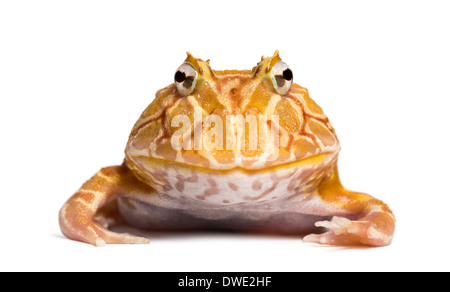 Vista frontale di un argentino Rana cornuta guardando la telecamera, Ceratophrys ornata, contro uno sfondo bianco Foto Stock