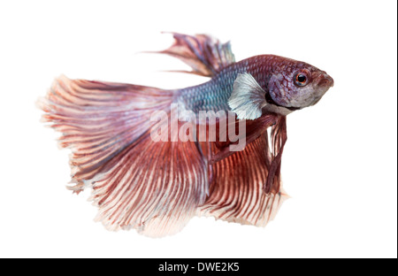 Vista laterale di un siamese fighting fish, Betta splendens, contro uno sfondo bianco Foto Stock