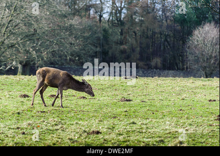 Il cervo a Studley Royal North Yorkshire Foto Stock