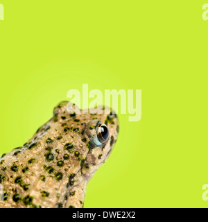 Close-up di un comune prezzemolo rana vista posteriore, Pelodytes punctatus, su sfondo verde Foto Stock