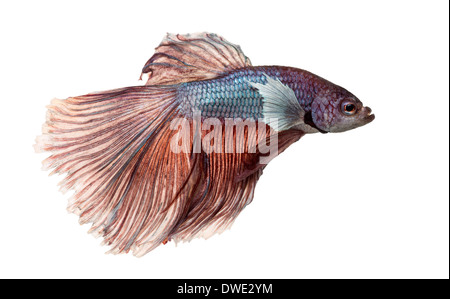 Vista laterale di un siamese fighting fish, Betta splendens, contro uno sfondo bianco Foto Stock