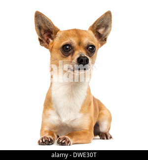 Chihuahua sdraiato, guardando lontano, 2 anni, contro uno sfondo bianco Foto Stock