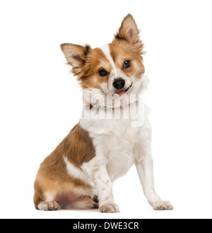 Seduta di Chihuahua, attaccando la lingua fuori, 7 mesi, contro uno sfondo bianco Foto Stock
