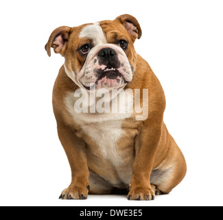 Bulldog inglese che mostra denti seduti, 1 anno di età, contro uno sfondo bianco Foto Stock