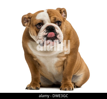 Bulldog inglese seduta, leccare, 1 anno di età, contro uno sfondo bianco Foto Stock