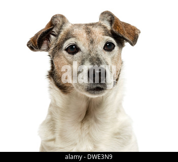 Close-up di un vecchio Jack Russell Terrier, 13 anni, contro uno sfondo bianco Foto Stock