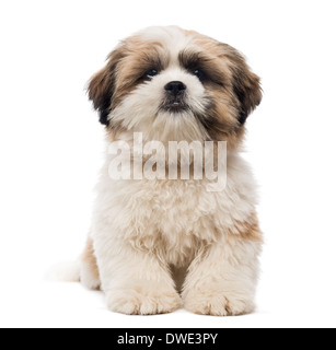 Vista frontale di un Shih Tzu cucciolo sdraiato, guardando la telecamera, 5 mesi di età, contro uno sfondo bianco Foto Stock