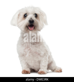 Il vecchio cane Maltese con cataratta, seduti, ansimando, 15 anni, contro uno sfondo bianco Foto Stock