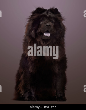 Chow Chow ansimando, 3 anni, seduti su uno sfondo colorato Foto Stock