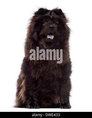 Chow Chow ansimando, 3 anni, seduti su uno sfondo bianco Foto Stock