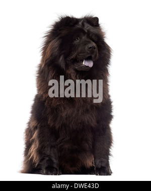 Chow Chow ansimando, 3 anni, seduti su uno sfondo bianco Foto Stock