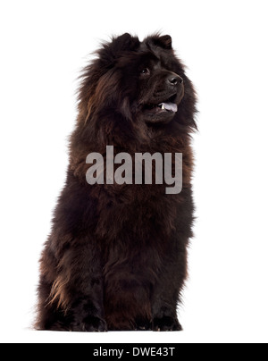 Chow Chow ansimando, 3 anni, seduti su uno sfondo bianco Foto Stock