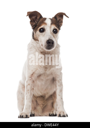Il vecchio Jack Russell Terrier seduta, rivolta, 17 anni, contro uno sfondo bianco Foto Stock