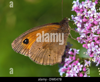 Small Heath Butterfly (Coenonympha pamphilus) Foto Stock