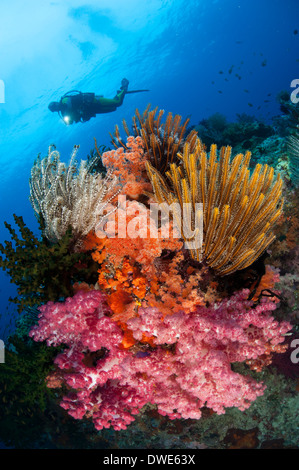 Un subacqueo si avvicina colorati coralli molli (Dendronephthya sp.) e crinoidi sulle splendide scogliere del sud Raja Ampat Foto Stock