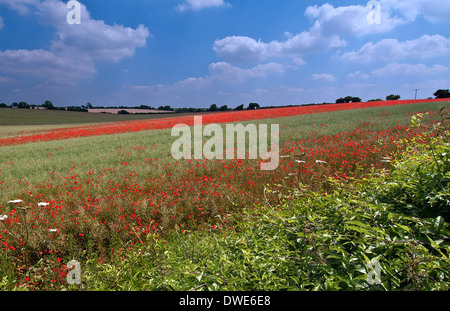 I campi di papavero in nella campagna del Dorset Foto Stock