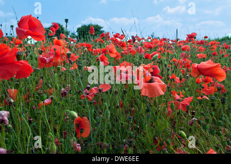 I campi di papavero in nella campagna del Dorset Foto Stock