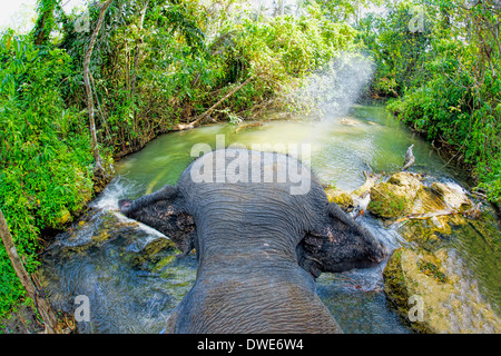 Elefante equitazione Foto Stock