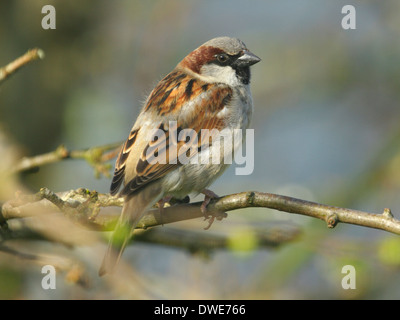 Casa passero Passer domesticus Scotland Regno Unito Foto Stock