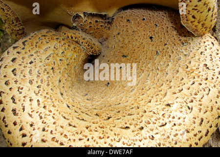 Driadi sella fungo Polyporus squamosus Scotland Regno Unito Foto Stock