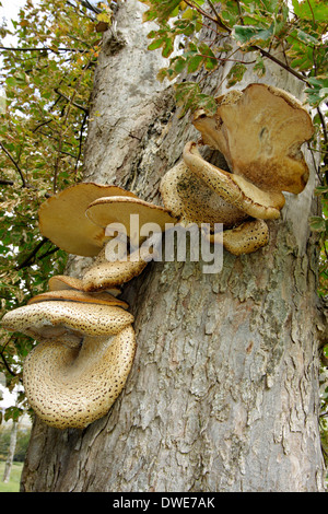 Driadi sella fungo Polyporus squamosus Scotland Regno Unito Foto Stock