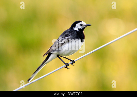 Pied wagtail Motacilla alba Scozia UK Foto Stock