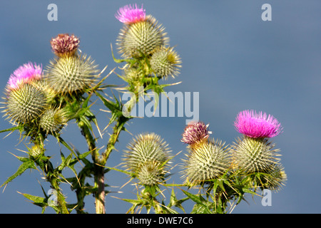 Spear thistle Cirsium vulgare Scotland Regno Unito Foto Stock