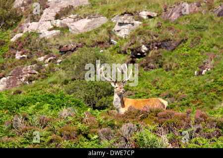 Red Deer Cervus elaphus Scotland Regno Unito Foto Stock