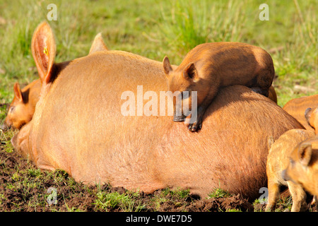 Tamworth suinetti Sus scrofa domesticus Scotland Regno Unito Foto Stock