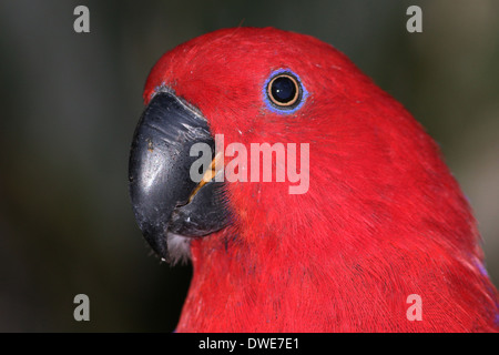 Femmina rosso-sided Eclectus Parrot (Eclectus roratus) close-up Foto Stock