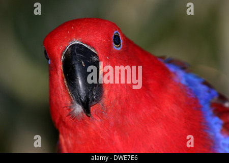 Femmina rosso-sided Eclectus Parrot (Eclectus roratus) close-up, rivolta verso la telecamera Foto Stock