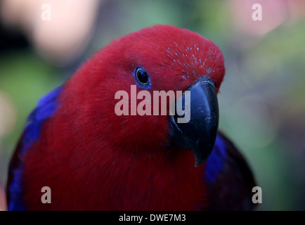 Femmina rosso-sided Eclectus Parrot (Eclectus roratus) close-up Foto Stock