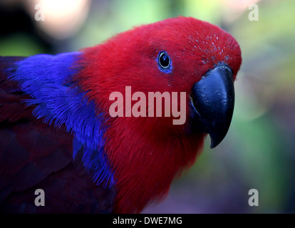 Femmina rosso-sided Eclectus Parrot (Eclectus roratus) close-up Foto Stock